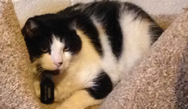 A Special CATegory of Downsizing